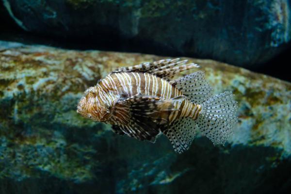 Singapore Oceanarium 新加坡水族馆